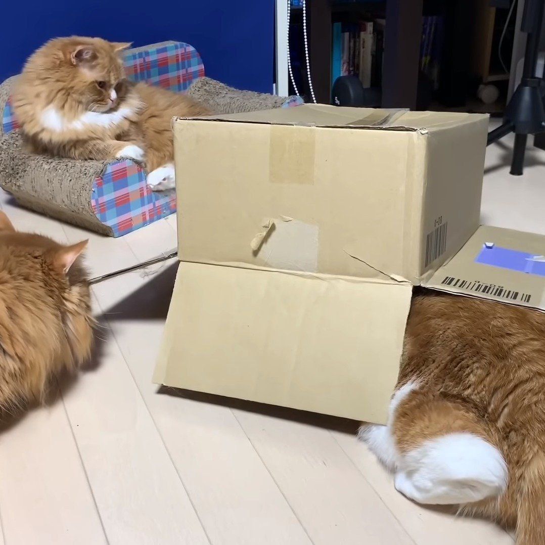 箱をエンジョイするマンチカン