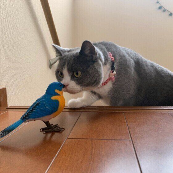 ブリティッシュショートヘアー