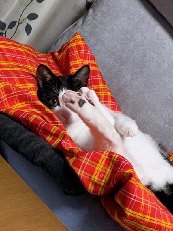 くつろぐもみじちゃん