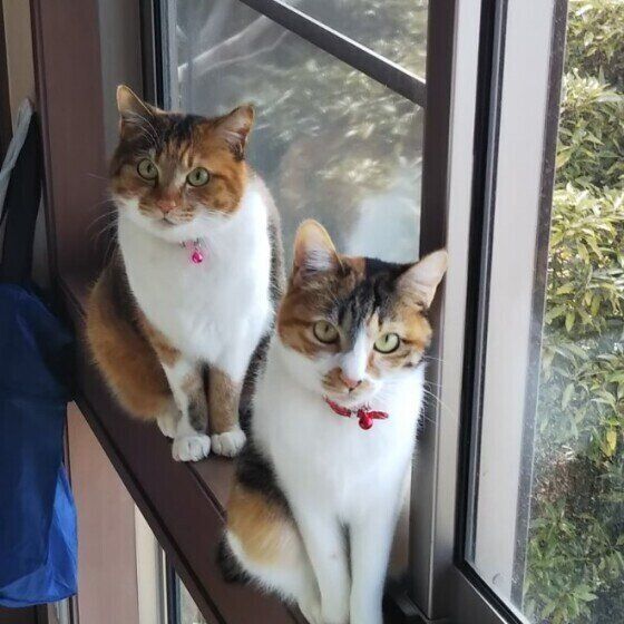 Mix（キジトラ）のリカちゃんミカちゃん姉妹♪