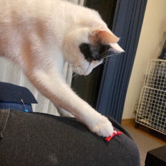 ちょいちょい触るMIX猫