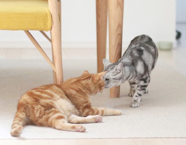 ほっこりする猫との暮らし