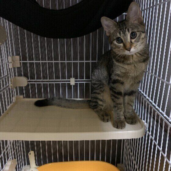 キジトラMIXのつぐこちゃん