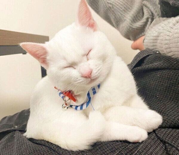 眠そうなコハクさん