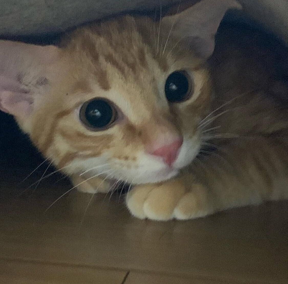 ラグの下に潜り込むブーム到来中の虎吉くん（撮影時、生後推定4カ月）。