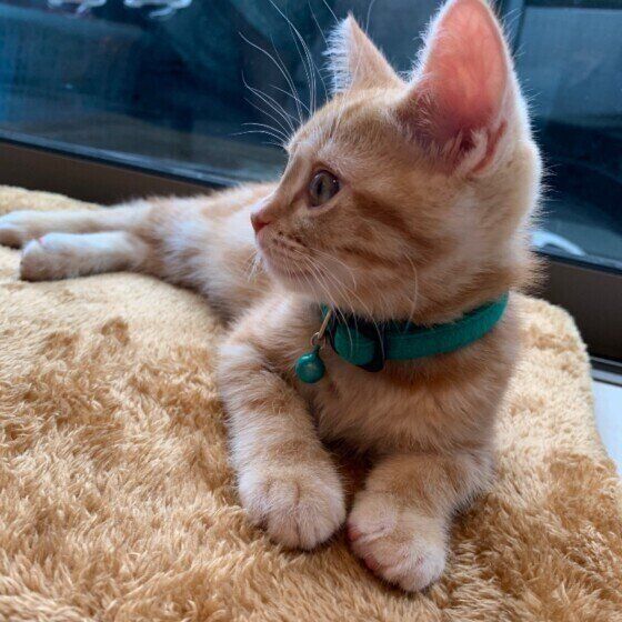 アメリカン・ショートヘア