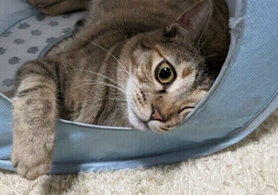 メス猫のチャーミングさ炸裂 ミケ サビ 猫の魅力 ねこのきもちweb Magazine メス猫のチャーミングさ炸裂 ミケ サビ 猫の魅力 ねこのきもちweb Magazine