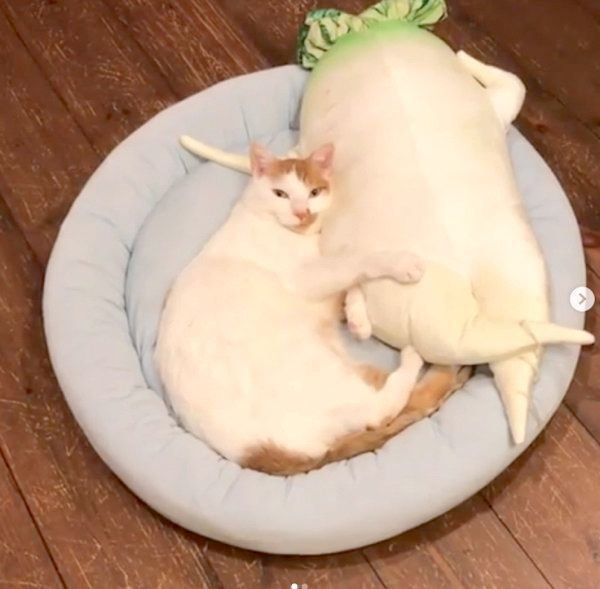 ぬいぐるみにフミフミする猫