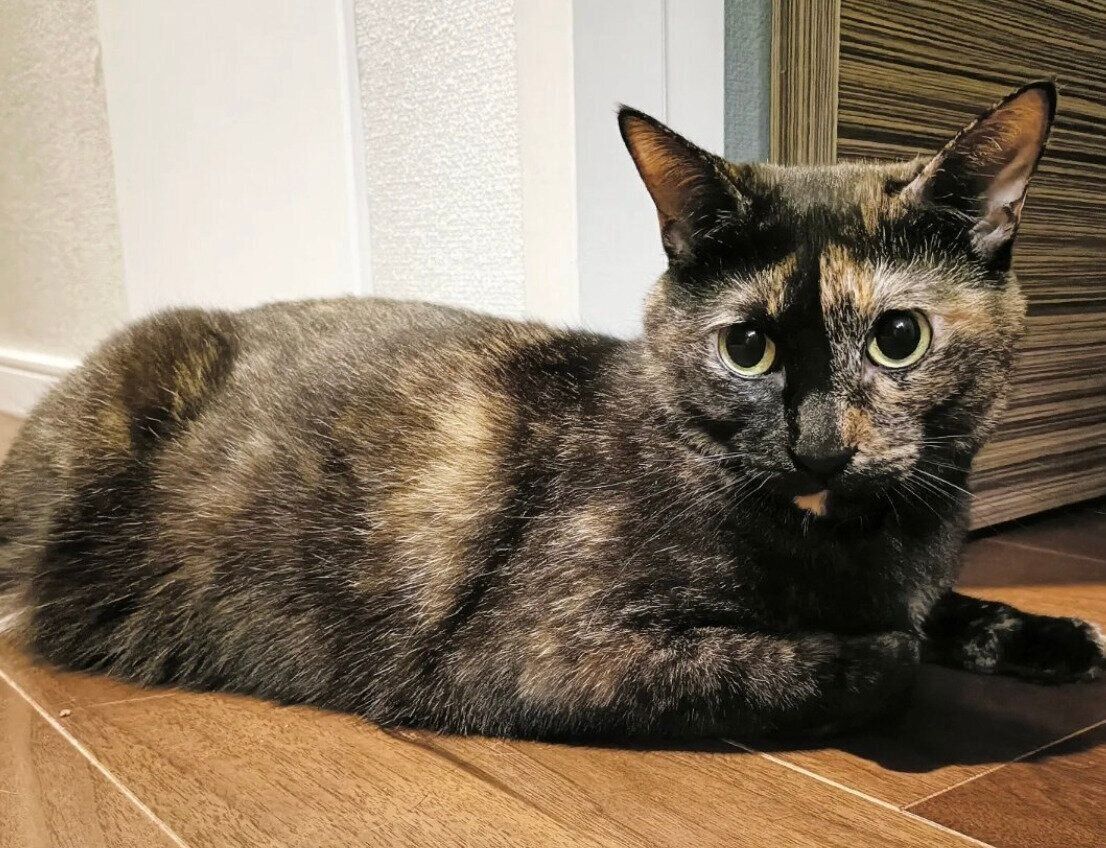 いつもお出迎えしてくれる月麦ちゃん。