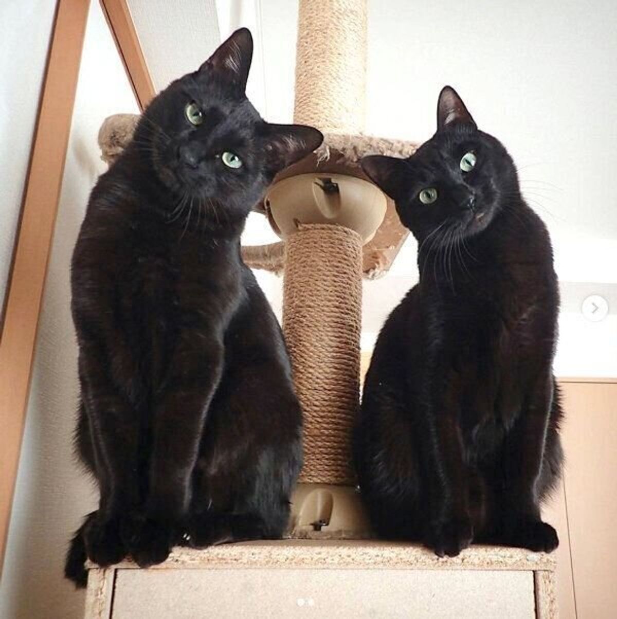 絶対に離れ離れにしてはいけない 愛護センターで新しい家族を待っていた黒猫兄弟の今 ねこのきもちweb Magazine 絶対に離れ離れにしてはいけない 愛護センターで新しい家族を待っていた黒猫兄弟の今 ねこのきもちweb Magazine