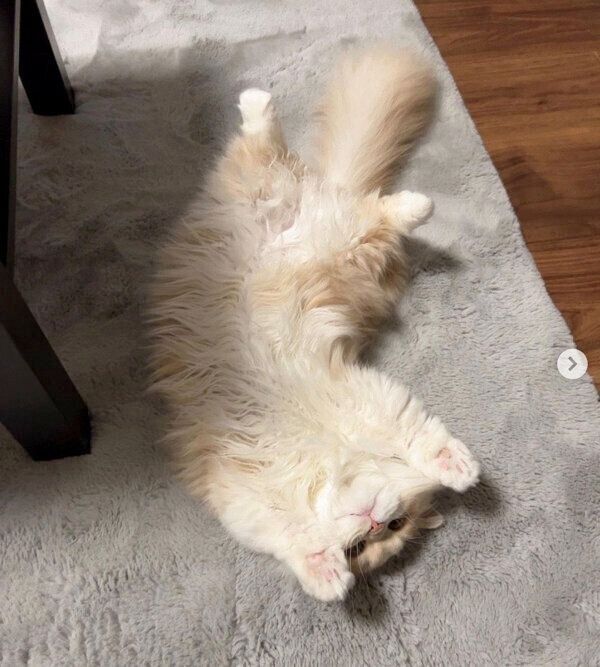 ヘソ天するビジュちゃん