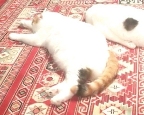 ぐーたらするスコティッシュフォールド