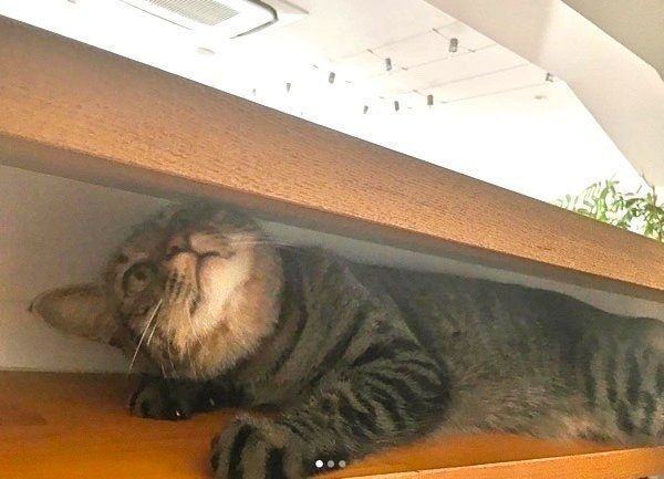 スキマにはまるキジトラ