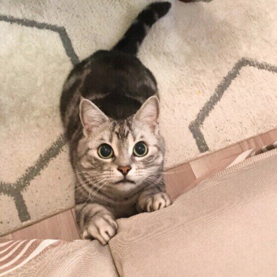 アメリカンショートヘア