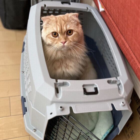 キャリーに入るスコティッシュ・フォールド