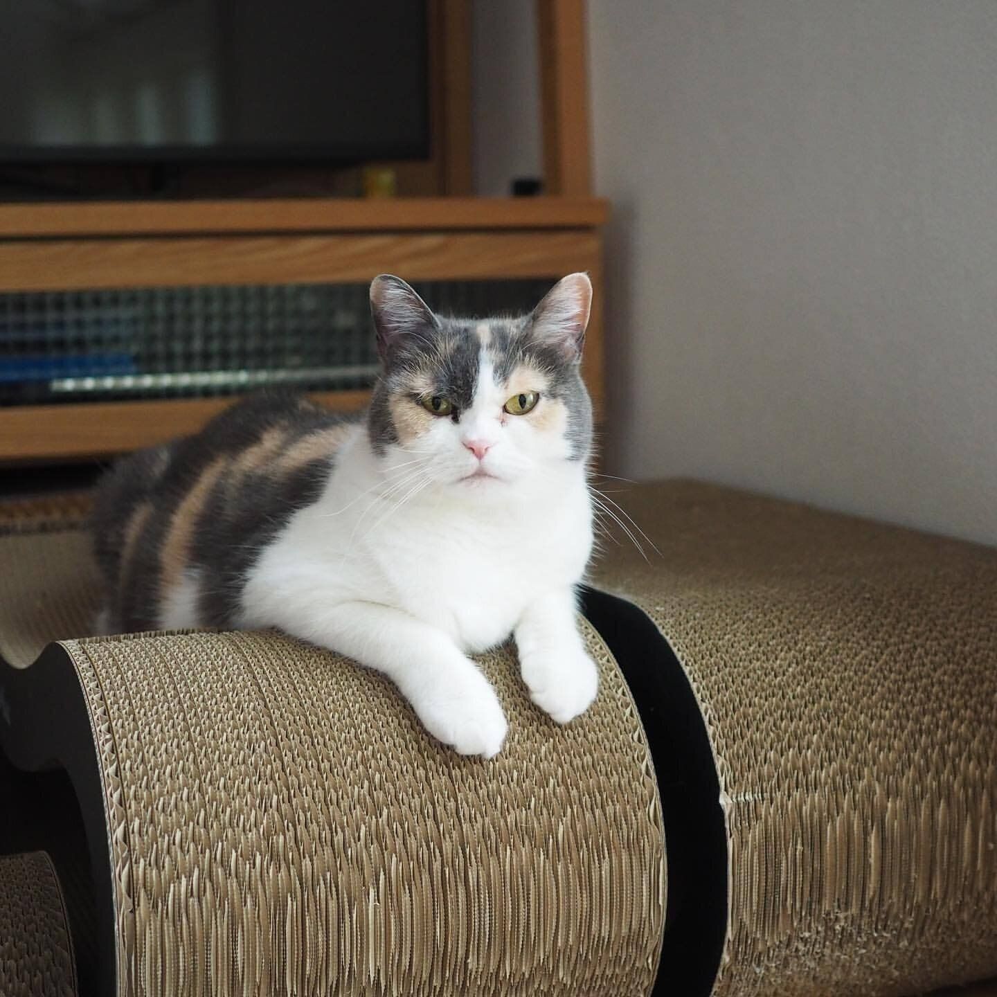 爪とぎの上のグリちゃん