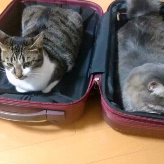 スーツケースに入る猫たち