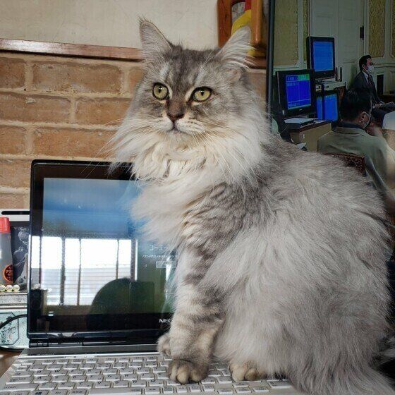 サイベリアンのさくらちゃん