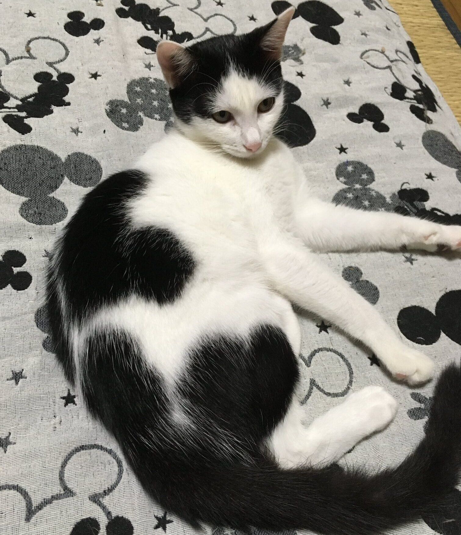 くつろぐこまちちゃん