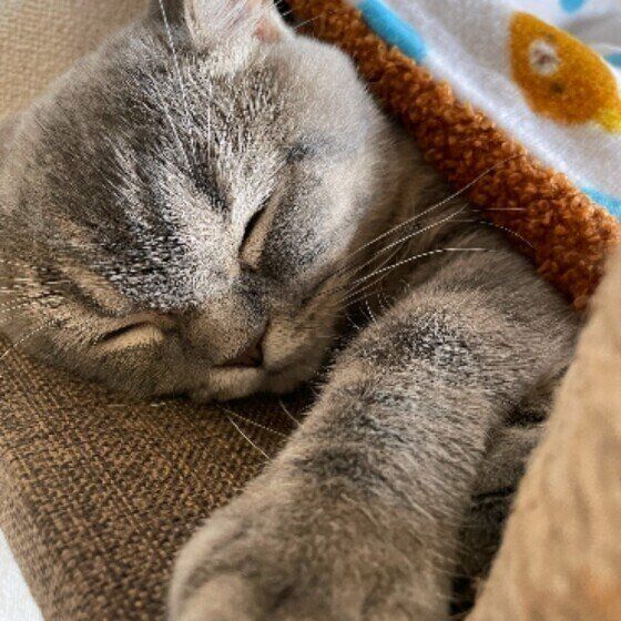 スコティッシュフォールドの実夕ちゃん