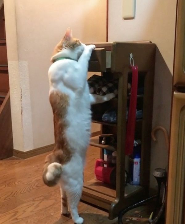 筋肉ムキムキな猫