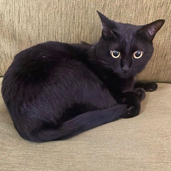 ソファでくつろぐモナちゃん