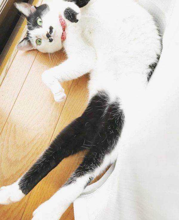 おヒゲがチャームポイントの元保護猫・ランちゃん