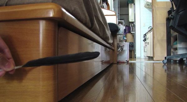 だるまさんがころんだをする猫