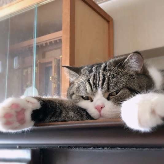 眠そうな猫