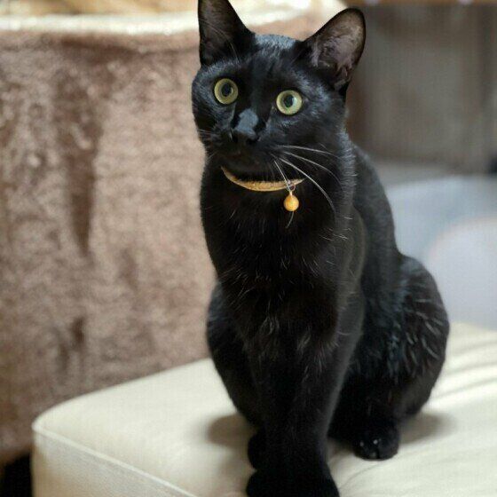 黒猫ののあくん