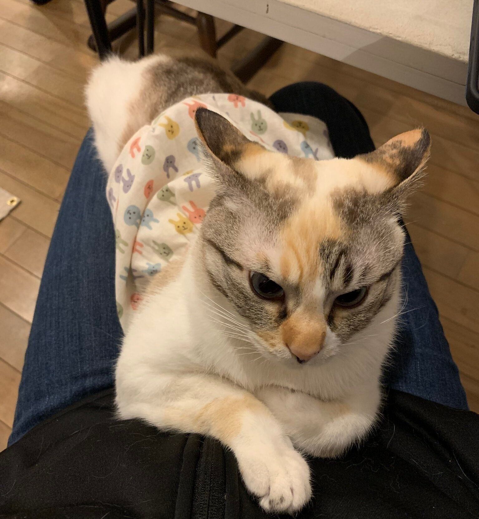 また別の日、断固拒否のイカ耳をするルールーちゃん