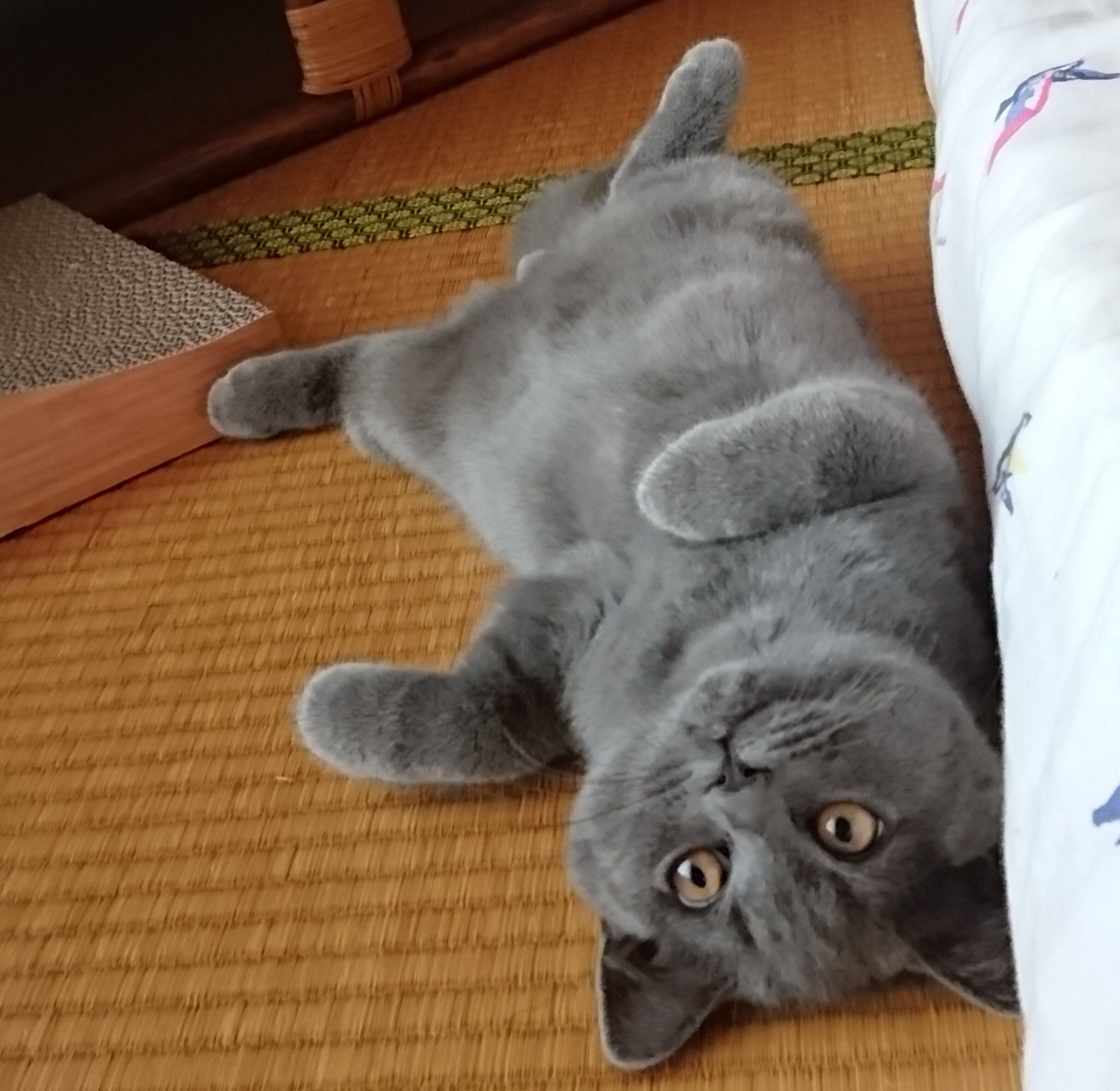 子猫時代のぶりきちくん