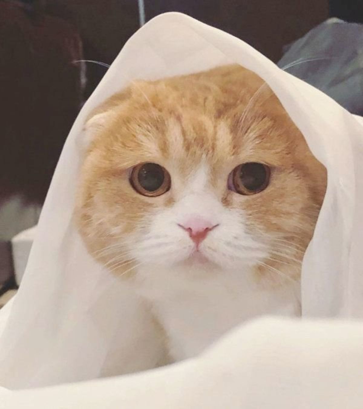 猫 なの ニャンコの衝撃の後ろ姿にざわつきが止まらない 笑 ねこのきもちweb Magazine 猫 なの ニャンコの衝撃の後ろ姿にざわつきが止まらない 笑 ねこのきもちweb Magazine