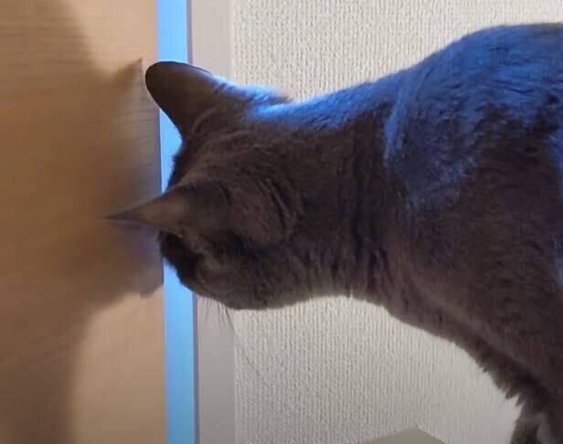 ハムちゃん　ねこ