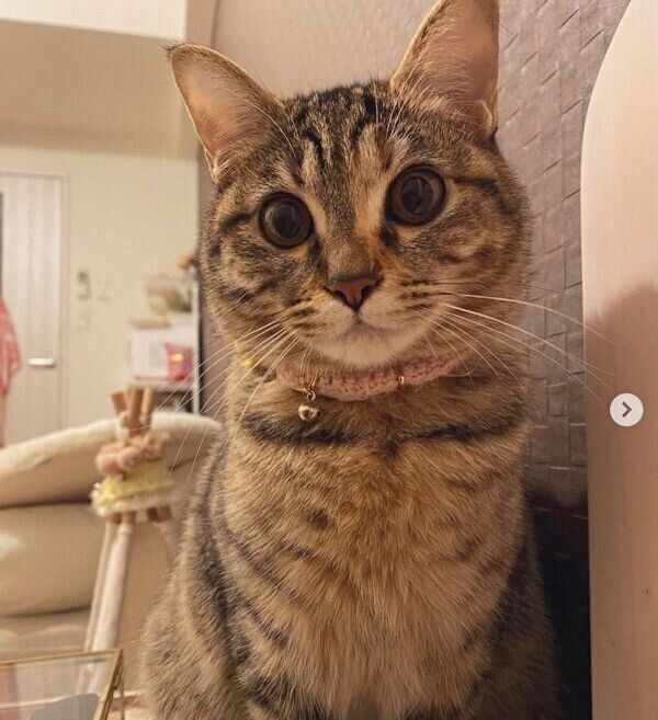 見つめるひまわりちゃん