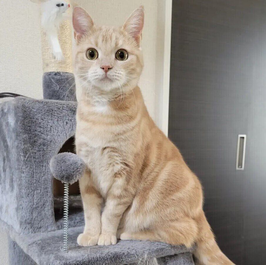 キャットタワーの上に座るアメリカンショートヘア