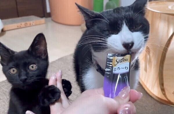 おやつを食べるいよりさんと、飼い主さんの指をなめるふうちゃん