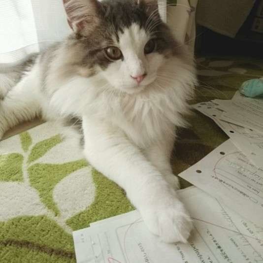 澄ました顔をするノルウェージアンフォレストキャット