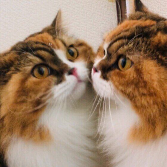 鏡に映る姿を見るスコティッシュフォールド