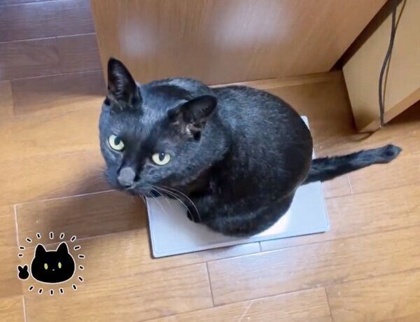 体重計に乗るろんさん