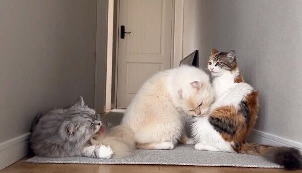 グルーミングし合う猫たち