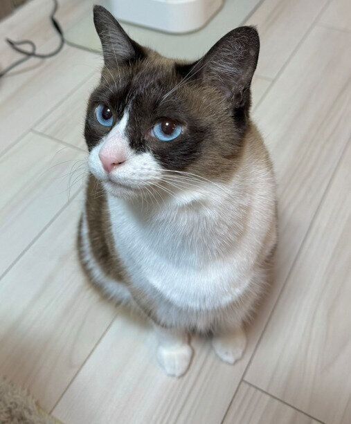 飼い主を見上げる猫