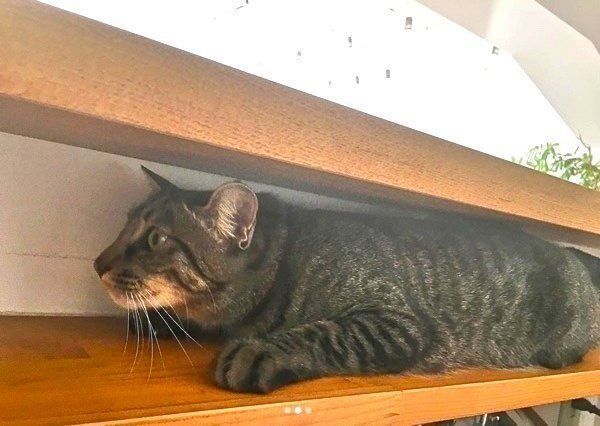 スキマにはまるキジトラ