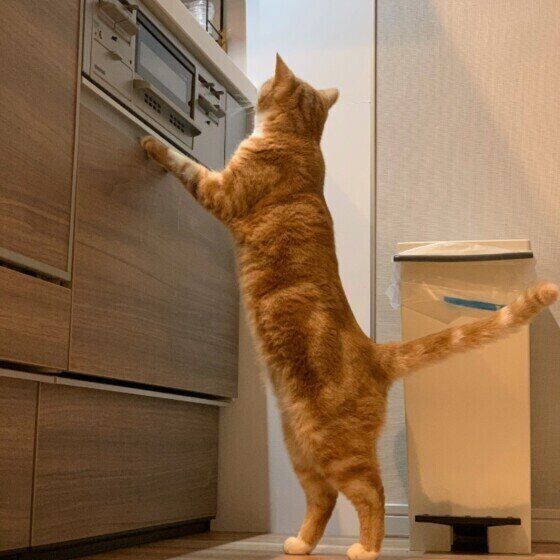 スコティッシュフォールドのしらすちゃん