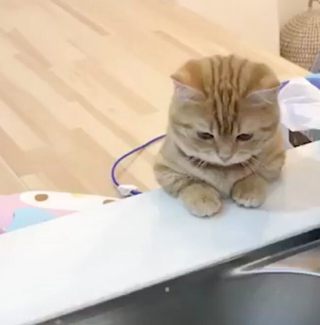 子猫時代のぷてぃこちゃん