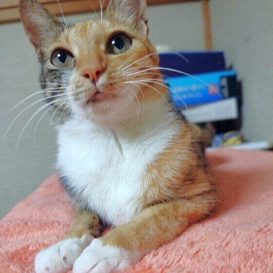 きょとんとした顔のミケ猫