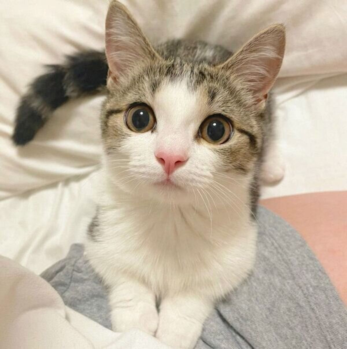 抱きしめられて キョトン顔 になる子猫が 次の瞬間 可愛い行動に胸キュンせずにはいられない ねこのきもちweb Magazine 抱きしめられて キョトン顔 になる子猫が 次の瞬間 可愛い行動に胸キュンせずにはいられない ねこのきもちweb Magazine