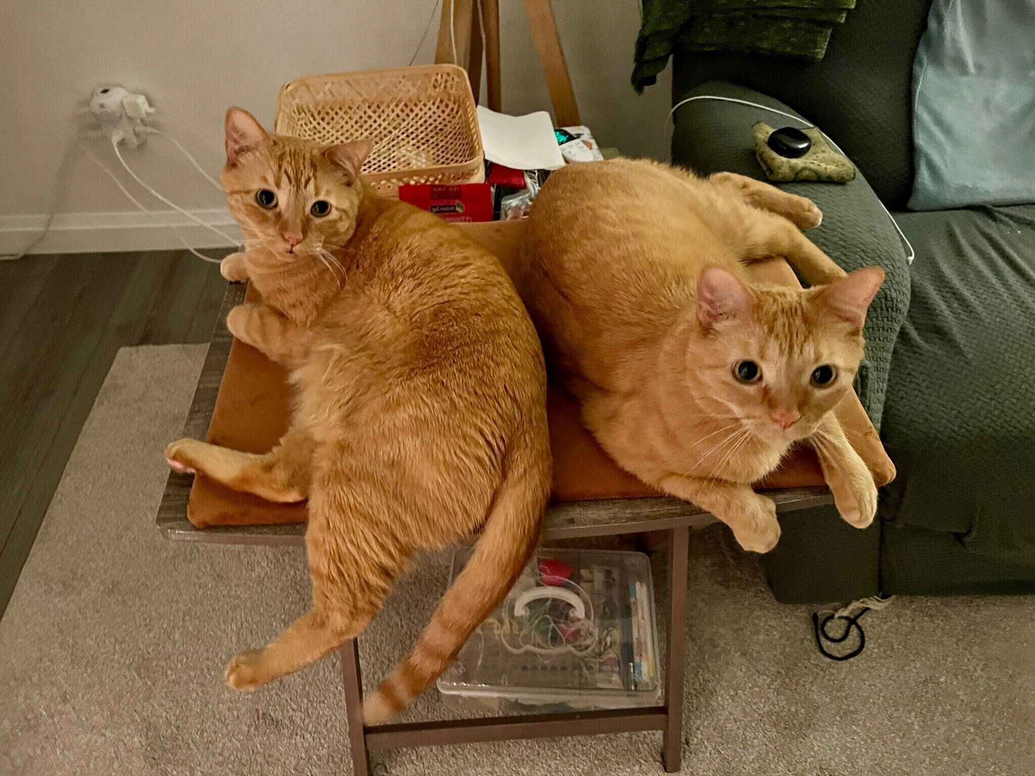 まったりする2匹