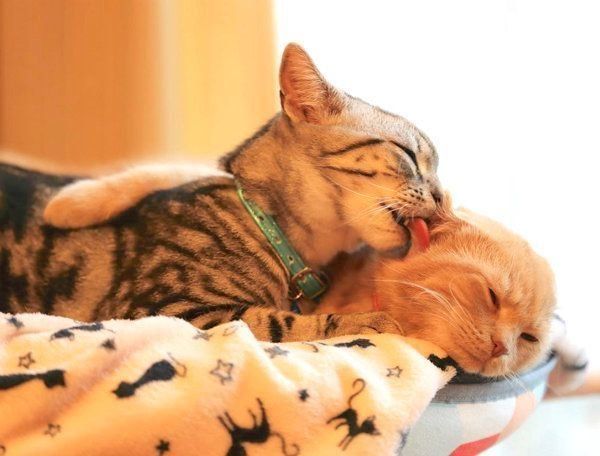 仲良しなアメリカンショートヘアとスコティッシュフォールド