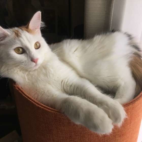 くつろぐメインクーン